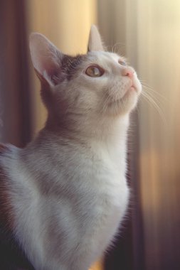 Güzel beyaz-kırmızı kedi sıcak öğleden sonra güneşinde oturuyor.