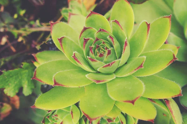 Mooie Groene Cactus Sappig Creëren Van Een Originele Achtergrond Close — Stockfoto