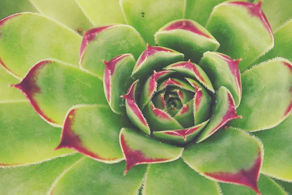 Mooie Groene Cactus Sappig Creëren Van Een Originele Achtergrond Close — Stockfoto