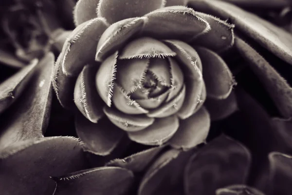 Mooie Groene Cactus Sappig Creëren Van Een Originele Achtergrond Close — Stockfoto