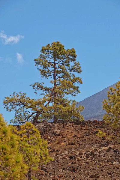 Bela Paisagem Serena Montanha Torno Teide Ilha Canária Espanhola Tenerife — Fotografia de Stock