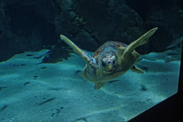 Красивая Большая Морская Черепаха Плавает Морской Воде Аквариуме Зоопарке Вблизи — стоковое фото