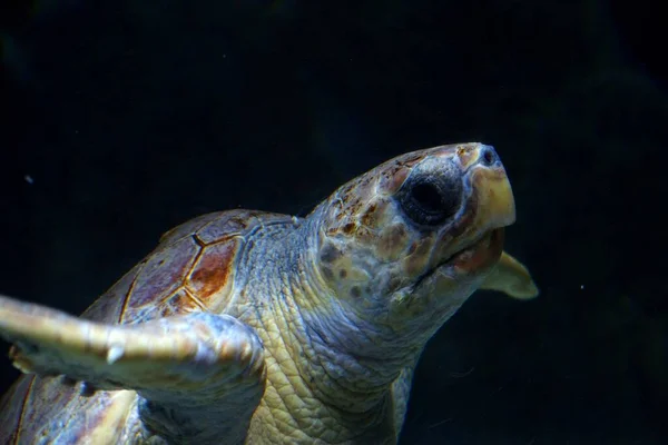 Beautiful Large Sea Turtle Swimming Sea Water Aquarium Zoo Closeup — Stock Photo, Image