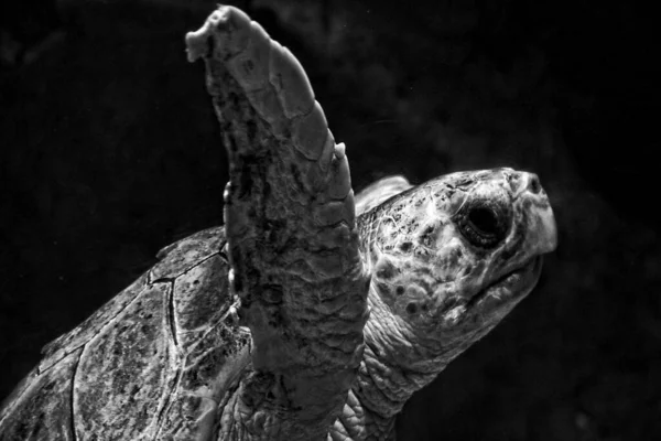 Beautiful Large Sea Turtle Swimming Sea Water Aquarium Zoo Closeup — Stock Photo, Image