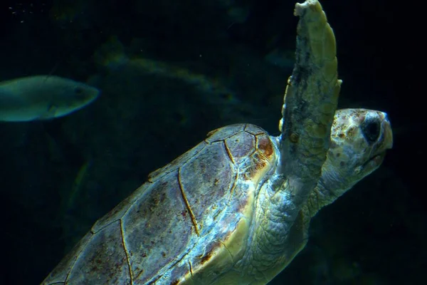 在动物园的水族馆里 一只漂亮的大海龟在海里游泳 — 图库照片