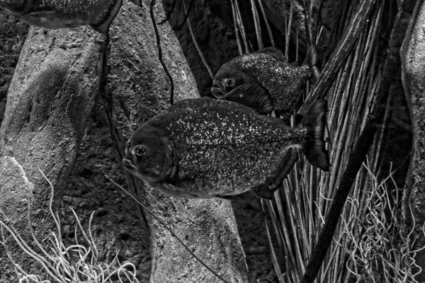 Wunderschöner Großer Piranha Fisch Der Nahaufnahme Wasser Schwimmt — Stockfoto