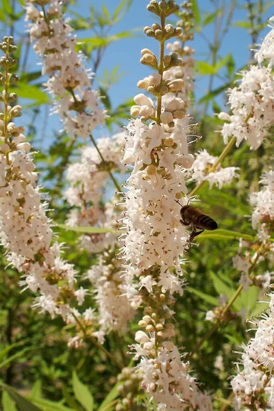 美丽的白花盛开 在炎热的阳光明媚的日子里 蜂拥而至 — 图库照片