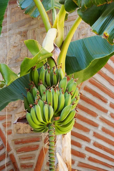 Hermoso Arbusto Árbol Con Racimos Verdes Plátanos Que Crecen Jardín —  Fotos de Stock