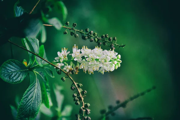 Belle Fleur Blanche Sur Fond Vert Dans Environnement Naturel — Photo