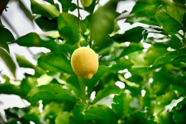 Eine Schöne Gelbe Zitrone Wächst Auf Einem Grünen Baum Einem — Stockfoto