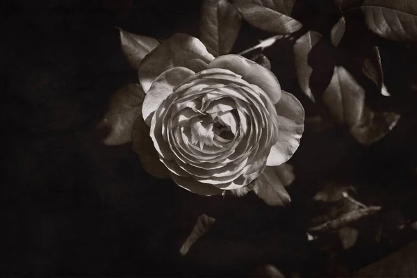 Belle Rose Fleurie Dans Habitat Naturel Sur Fond Feuilles Vertes — Photo