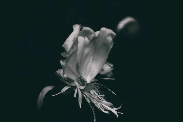 Gyönyörű Fehér Bazsarózsa Egy Sötét Háttér Közelkép — Stock Fotó