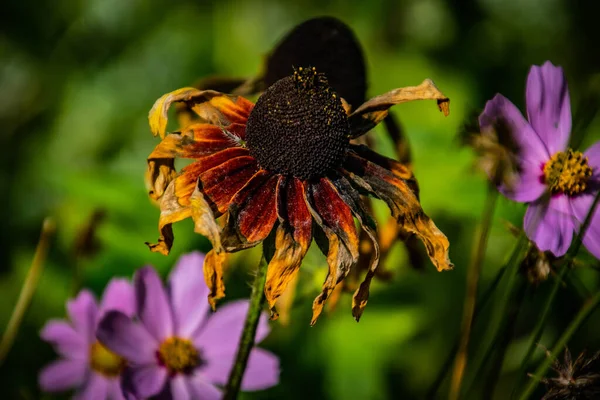 Gyönyörű Nyári Virág Meleg Napon Kert Természetes Környezetében Közelről — Stock Fotó