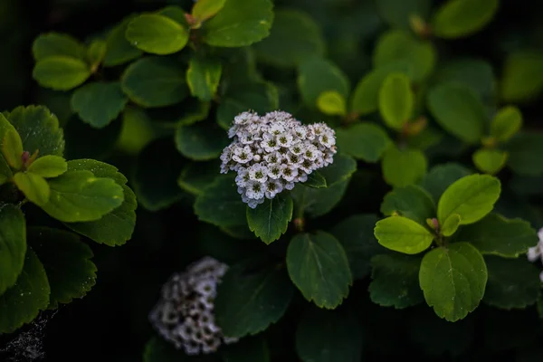 Beautiful White Field Flower Meadow Warm Summer Day — Stock Photo, Image