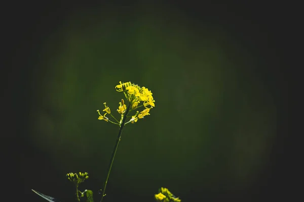 Piękny Żółty Kwiat Polny Łące Ciepły Letni Dzień — Zdjęcie stockowe