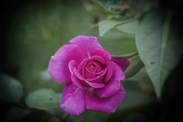 Schöne Blühende Rosa Rose Natürlichem Lebensraum Auf Dem Hintergrund Grüner — Stockfoto
