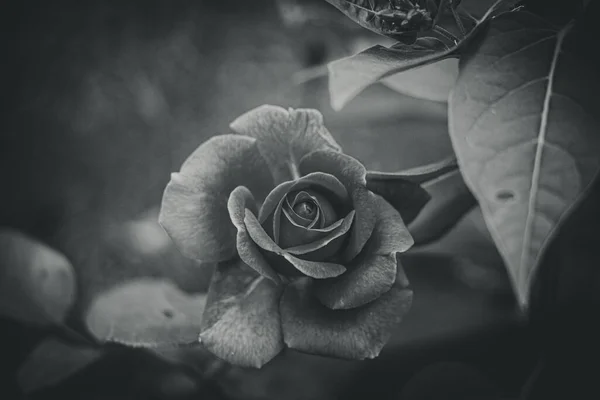 Belle Rose Fleurie Dans Habitat Naturel Sur Fond Feuilles Vertes — Photo