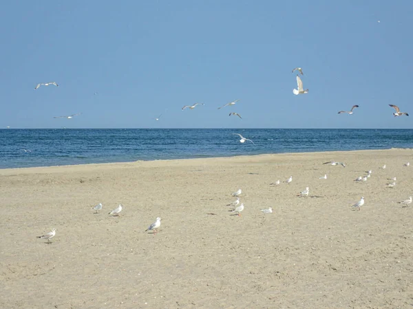 Bela Paisagem Calma Mar Praia Mar Báltico Polônia Com Gaivotas — Fotografia de Stock