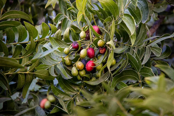 Bela Fruta Oval Verde Vermelho Plantas Entre Folhas Ambiente Natural — Fotografia de Stock