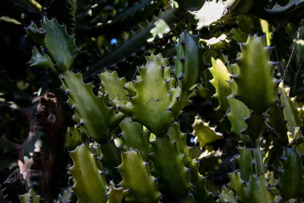 Belo Fundo Natural Verde Cacto Com Espinhos Afiados Close — Fotografia de Stock