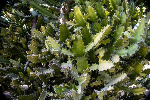 Hermoso Fondo Verde Natural Cactus Con Espinas Afiladas Primer Plano — Foto de Stock