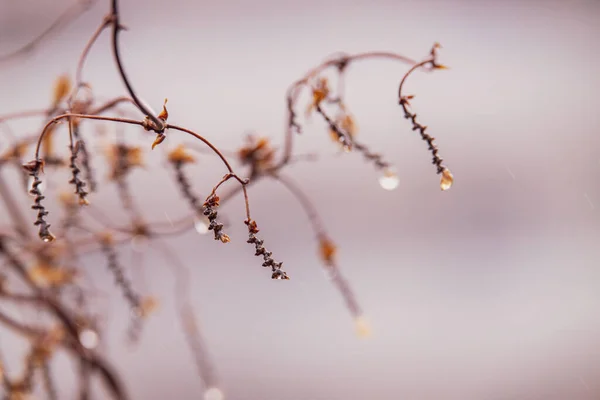 1月に近くにある小花の木の枝に美しい雨滴 — ストック写真