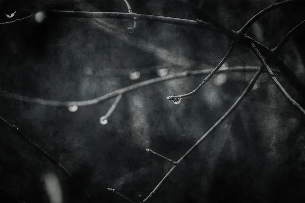 Όμορφες Σταγόνες Βροχής Κλαδί Δέντρου Χωρίς Φύλλα Κοντινό Πλάνο Τον — Φωτογραφία Αρχείου