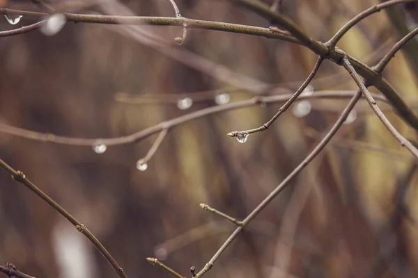Ocak Ayında Yapraksız Bir Ağacın Dalına Düşen Güzel Yağmur Damlaları — Stok fotoğraf