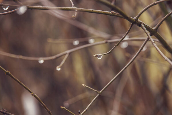 beautiful raindrops on a branch of a leafless tree in close-up in January