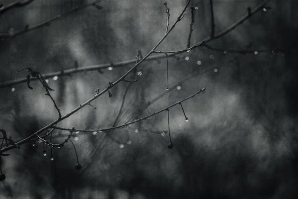 1月に近くにある小花の木の枝に美しい雨滴 — ストック写真