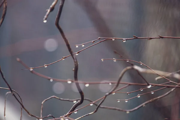 Belas Gotas Chuva Ramo Uma Árvore Sem Folhas Close Janeiro — Fotografia de Stock