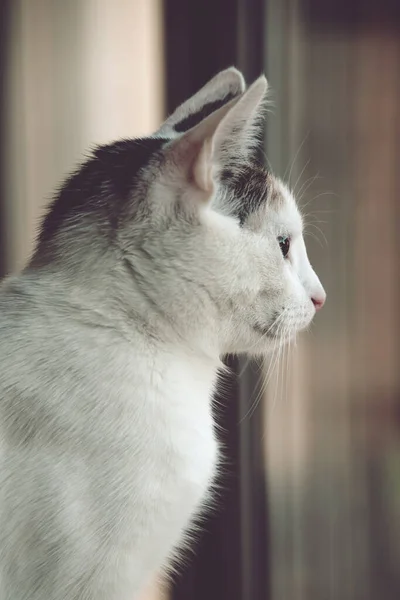 Hermoso Gato Blanco Rojo Sentado Cálido Sol Tarde — Foto de Stock