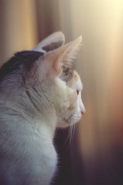 Beautiful White Red Cat Sitting Warm Afternoon Sun — Stock Photo, Image