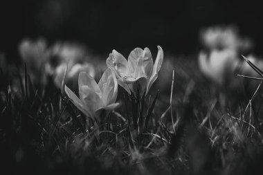 Bahçedeki güzel bahar çiçekleri öğleden sonra güneşinin sıcacık ışınlarında.
