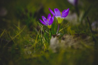 Bahçedeki güzel bahar çiçekleri öğleden sonra güneşinin sıcacık ışınlarında.