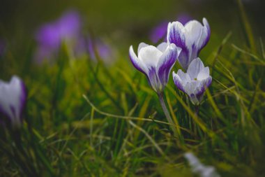 Bahçedeki güzel bahar çiçekleri öğleden sonra güneşinin sıcacık ışınlarında.