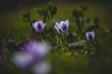Bahçedeki güzel bahar çiçekleri öğleden sonra güneşinin sıcacık ışınlarında.