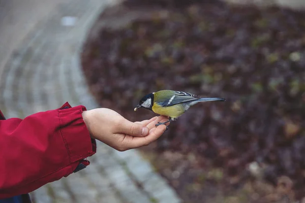 Beautiful Little Colorful Bird Tit Eating Sunflower Seed Boy Hand — Photo