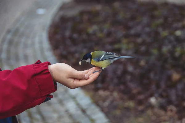 Bela Pequena Tit Pássaro Colorido Comendo Semente Girassol Mão Menino — Fotografia de Stock