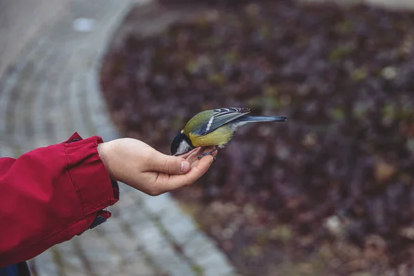 Beautiful Little Colorful Bird Tit Eating Sunflower Seed Boy Hand — ストック写真