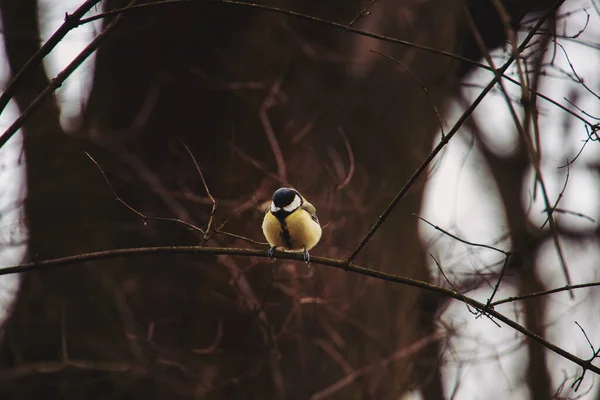 Beautiful Little Colorful Tit Sitting Branch Brown Leafless Tree Park — Stock fotografie
