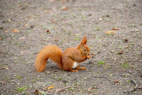 beautiful little red squirrel in a natural habitat in the city park