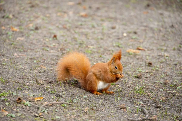 Beau Petit Écureuil Roux Dans Habitat Naturel Dans Parc Ville — Photo