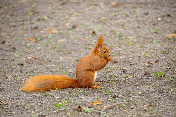 Hermosa Ardilla Roja Hábitat Natural Parque Ciudad — Foto de Stock