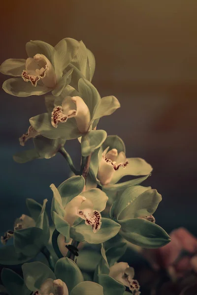 Krásná Zajímavá Orchidej Květina Tmavém Pozadí Měkkém Světle Interiéru — Stock fotografie