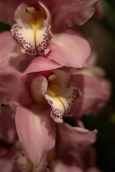 Hermosa Flor Interesante Orquídea Sobre Fondo Oscuro Una Luz Suave —  Fotos de Stock