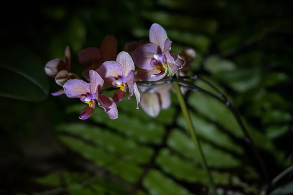 Bel Fiore Orchidea Interessante Uno Sfondo Scuro Una Luce Morbida — Foto Stock