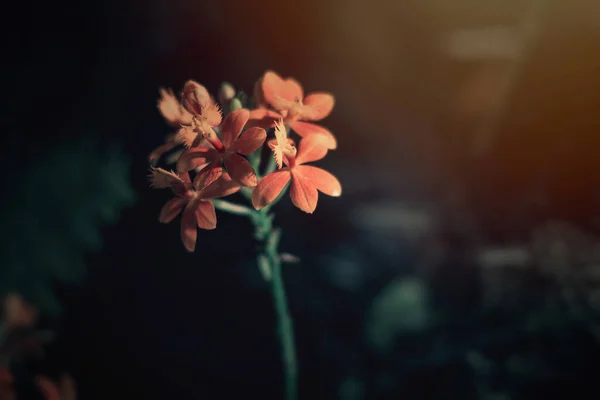 Красивый Интересный Цветок Орхидеи Темном Фоне Мягком Свете Интерьере — стоковое фото