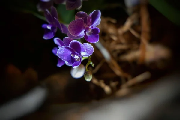 Belle Fleur Intéressante Orchidée Sur Fond Sombre Dans Une Lumière — Photo