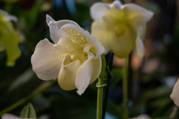 Güzel Ilginç Bir Orkide Çiçeği Karanlık Bir Arka Planda Çerideki — Stok fotoğraf